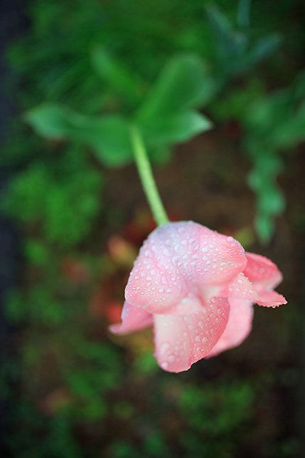 0403chulip_1.jpg