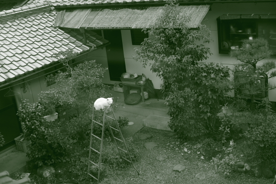 0627siro09.jpg